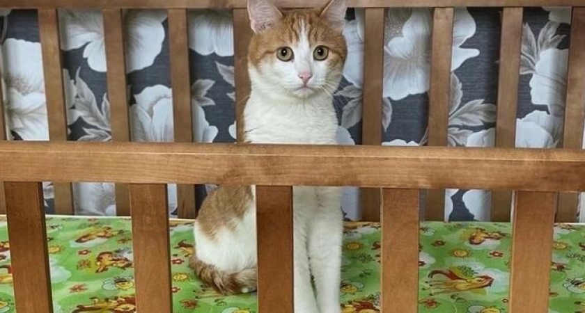 Уволить или помиловать? Около 250 тысяч человек подписали петицию об отстранении от работы проводницы, которая выкинула из поезда кота Твикса