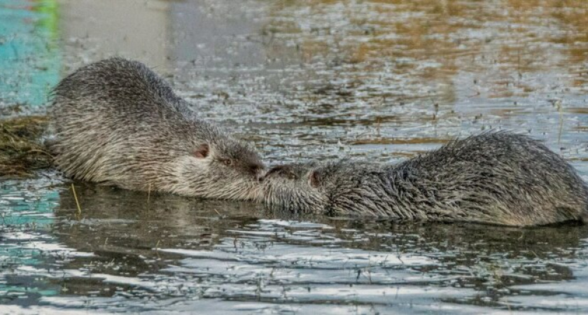Пост милоты: в Новороссийске в лагуне целуются нутрии
