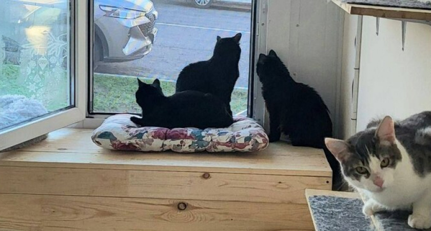 В Новороссийске есть котокафе, в котором можно проведать, погладить и даже забрать себе пушистиков с непростой судьбой!