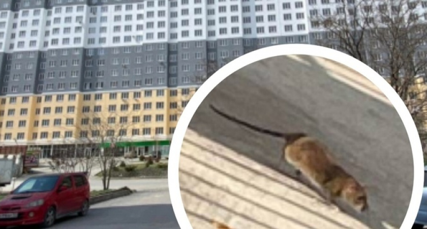 По детской площадке одной из новостроек Новороссийска толпами гуляют крысы