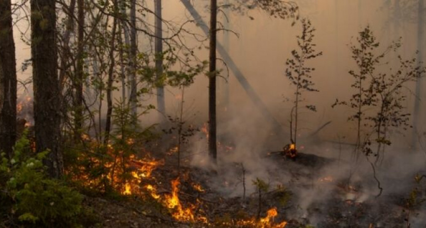 В Новороссийске ввели ограничение на посещение лесов до 13 октября 