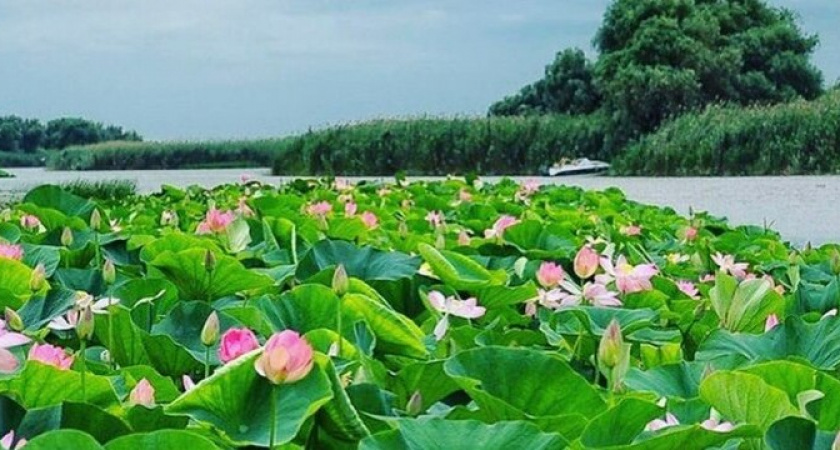 От Кубани до Приморья: за лотосами по всей стране