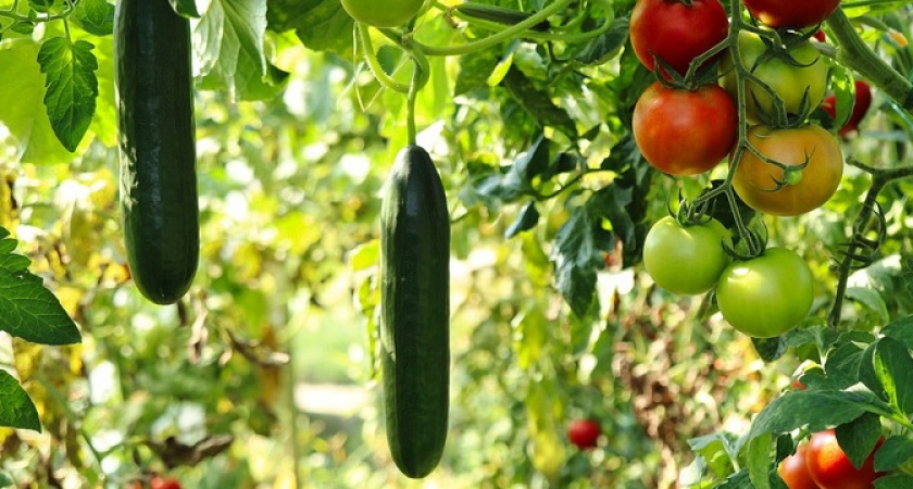 Ложку в лунку до конца мая: и вялые огурцы снова оживут и дадут урожай