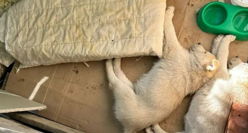 В Новороссийске 10-ти летний ребенок без ведома родителей «собирал» из Авито щенков и котят