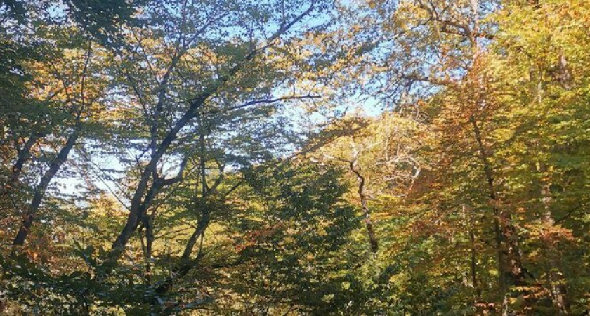 В МЧС призвали не выходить в горы в снегопад и не разжигать огонь в лесу