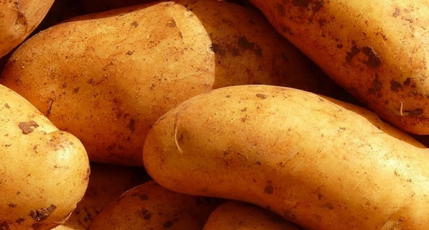 По 2 мешка стабильно: копеечная подкормка в начале мая — огромный урожай картофеля