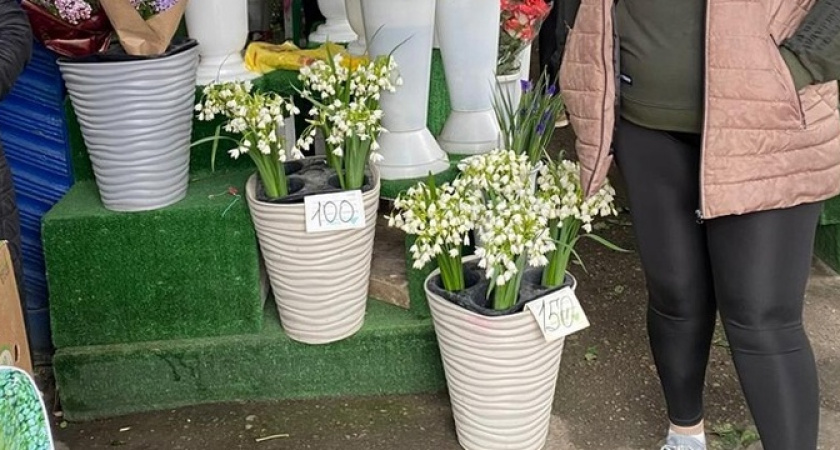 Министерство природы отказалось проводить рейды по профилактике уничтожения краснокнижного цветка в Новороссийске