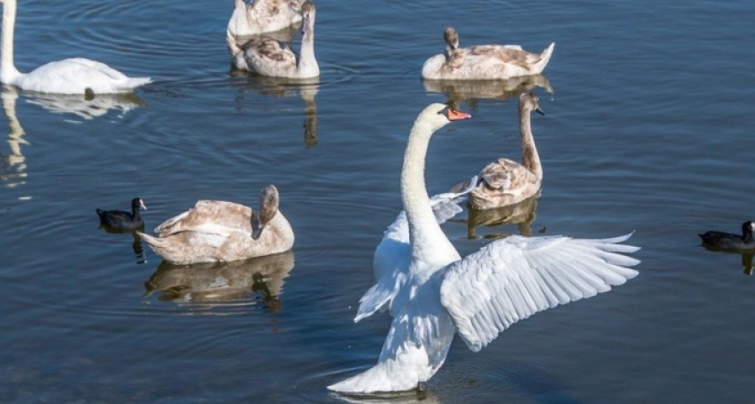 Любовь мамы и папы и первый полет малышей: в Новороссийске фотограф запечатлел небольшой семейный успех лебедей