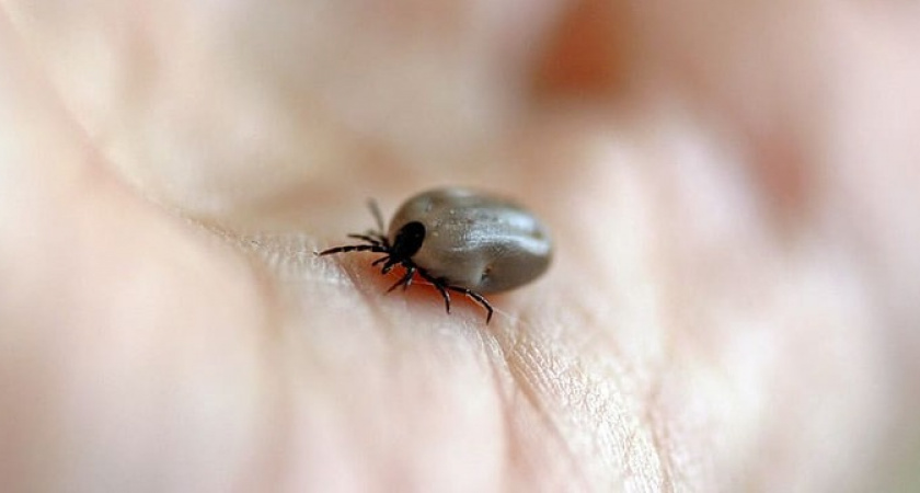 Клещи бояться этого до смерти: запомните только одно народное средство