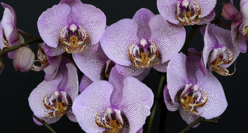 Орхидея разразится буйным цветением: будете приятно удивлены, когда сделаете это