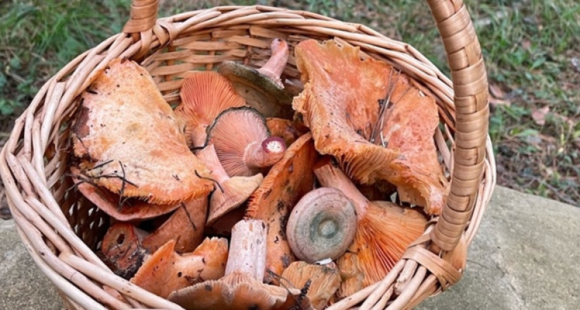 Новороссийцы собирают вешенки, маслята и рыжики в конце декабря