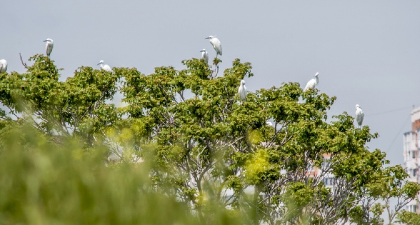 В Прилагунье Новороссийска прилетели десятки цапель
