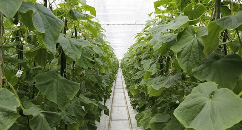 Про навоз можно забыть! Полейте землю этим народным удобрением и урожай огурцов попрет ведрами