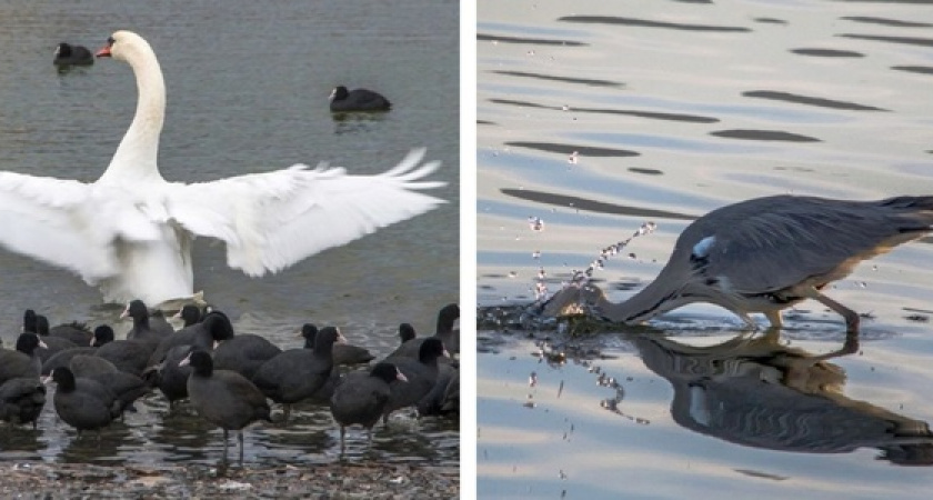 Лебедь-дирижер, цапля-охотница и прожорливая нутрия: активисты напоминают, чем новороссийцы могут угостить обитателей Суджукской лагуны