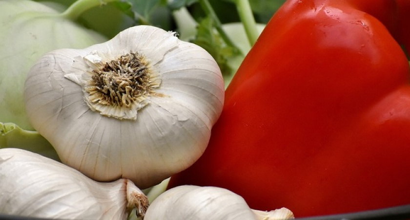 Когда и как правильно обрабатывать чеснок борной кислотой для максимального урожая 