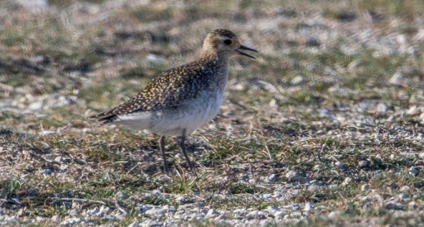 «Немного мистики в стиле «РЕН ТВ»: у фотографа не получилось ни одного четкого снимка «волшебной» птички