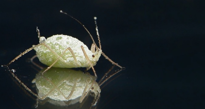 Избавляемся от тли простым домашним средством: рецепт эффективного раствора