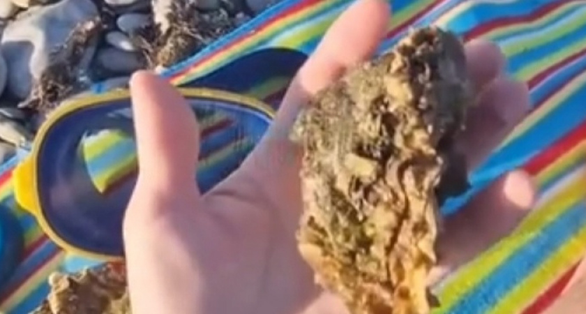 Местный житель нарвал устриц на одном из пляжей в Новороссийске