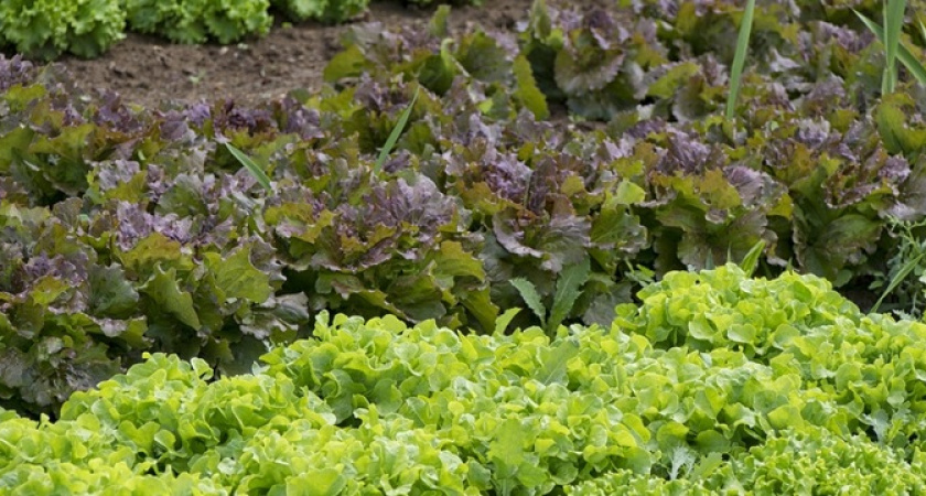 Без химии: копеечное средство от вредителей в огороде