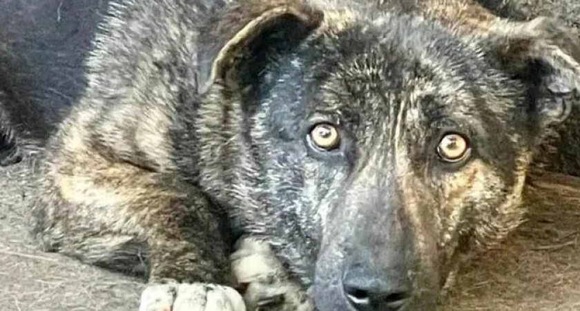 "Помогите, нам нечего есть! Это крик отчаяния!": новороссийская организация помощи бездомным животным остро нуждается в корме и помощи