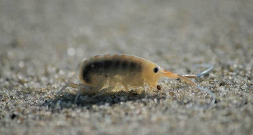 "Они нас изгрызли уже!": пляжи Новороссийска усыпаны морскими блохами