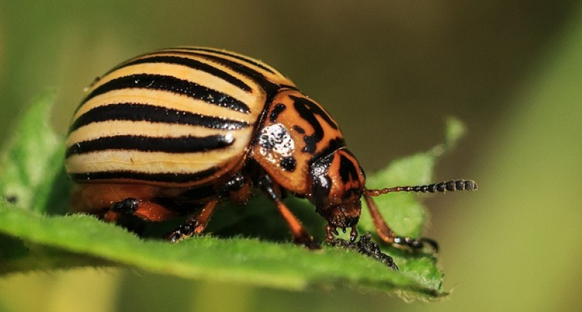 Побрызгайте картошку этим средством - с утра ни одного колорадского жука: нужно всего 2 ингридиента