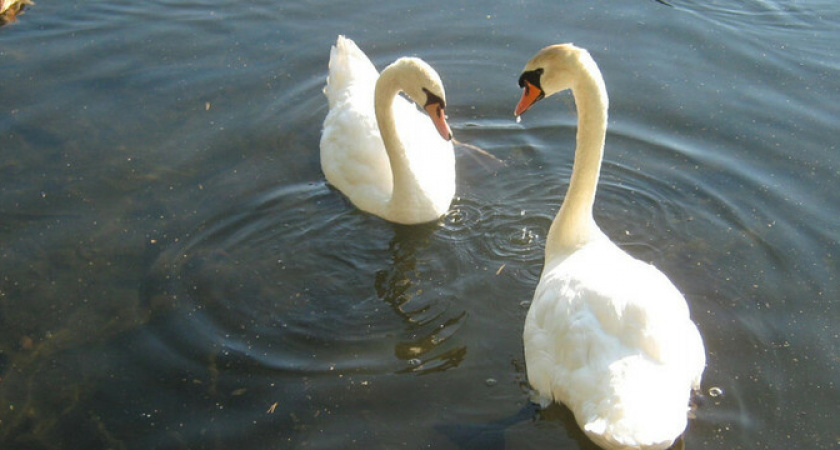 Трагедия на лебедином озере: в Горячем ключе пьяный мужчина свернул птице шею