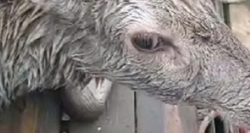 Уже второго оленя за ноябрь вытащили из моря спасатели Новороссийска