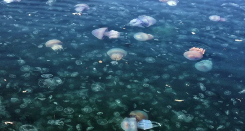 Туристы сняли на видео миграцию гигантских медуз в районе Большого Утриша