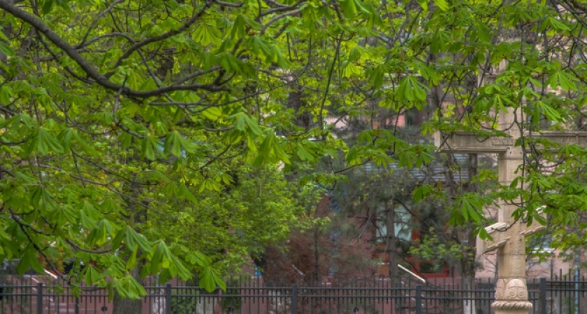 Власти Новороссийска проведут инвентаризацию зеленых насаждений за 8 миллионов рублей