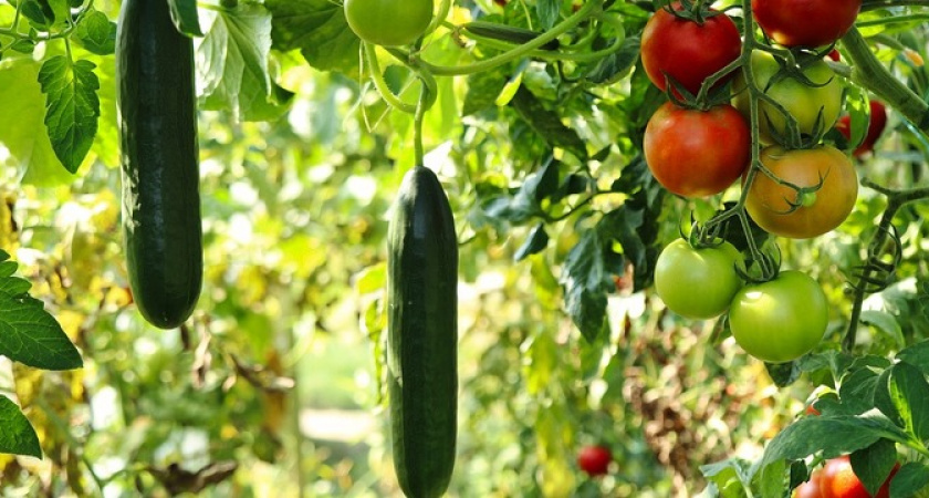 Даже самые дохлые огурцы воспрянут духом: вот чем подкармливаю растение в мае