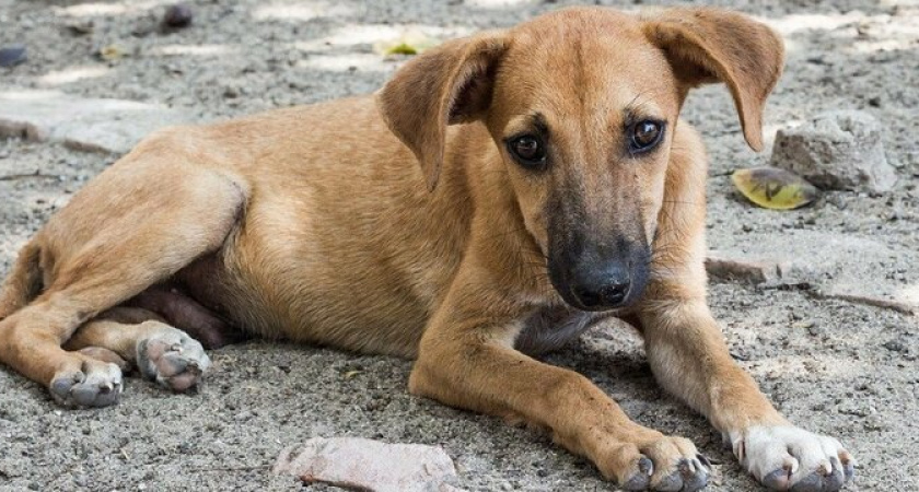 На бездомных животных в Новороссийске хотят потратить более 10 миллионов рублей