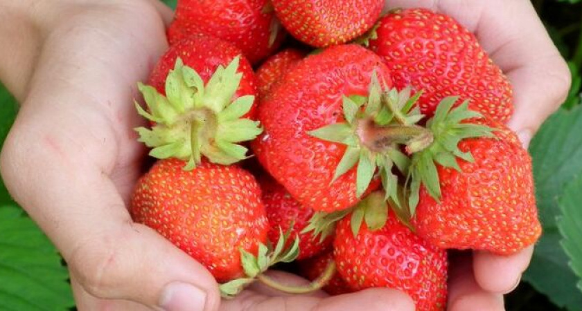 Начнет плодоносить, как сумасшедшая: чем подкормить клубнику в июне, чтобы ягод было много