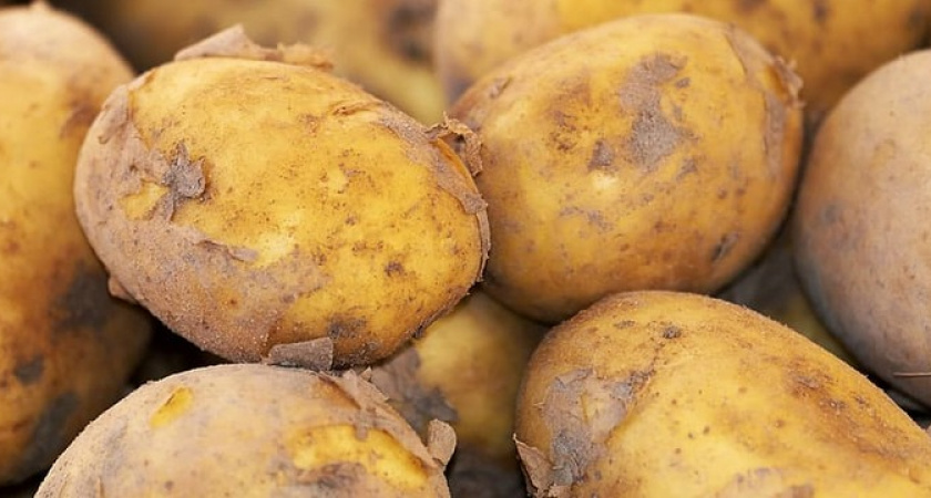 По 2 мешка стабильно: копеечная подкормка в мае — огромный урожай картофеля