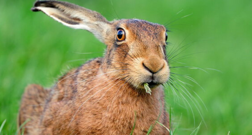 В Минприроды объяснили причины массового мора птиц и зайцев на Кубани