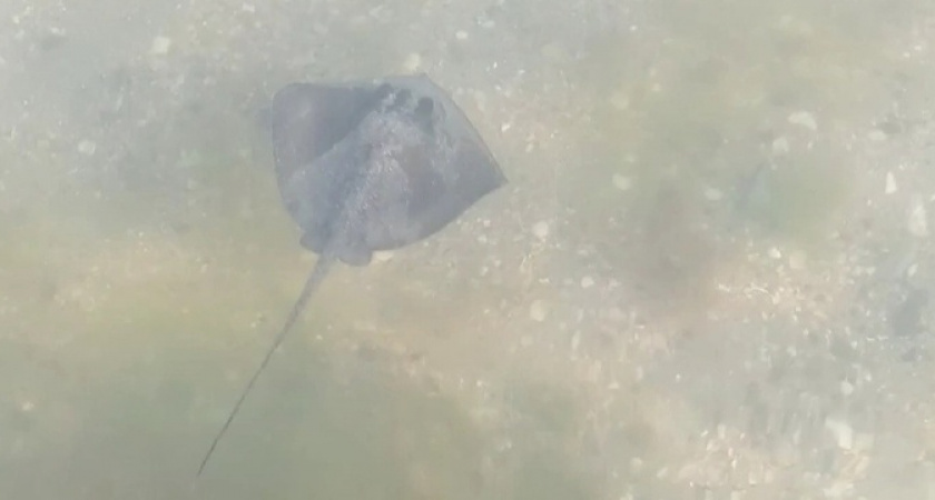 В Анапе на радость туристам на мелководье появились скаты