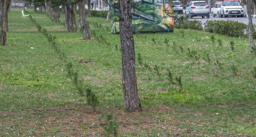 В Новороссийске в сквере 75-летия Победы высадили саженцы деревьев