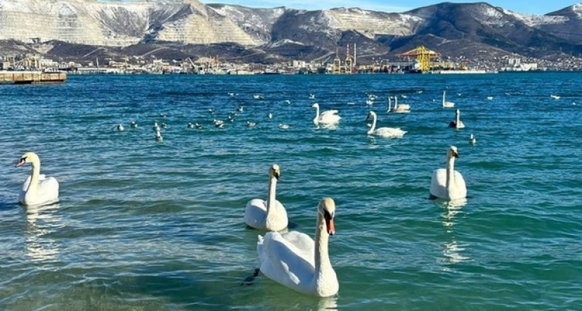 «Идете к морю – берите с собой крупу!»: в Новороссийск прилетели на зимовку лебеди