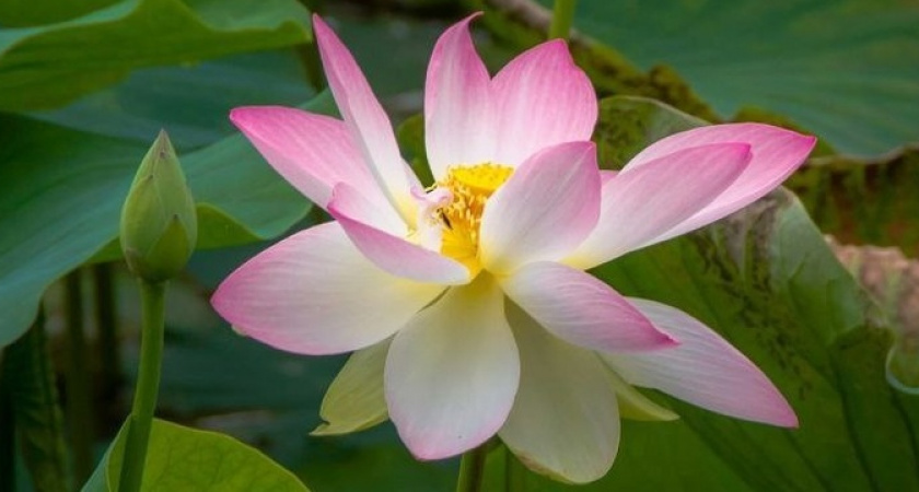 Под Новороссийском распустились лотосы: восемь потрясающих фото нежных цветов