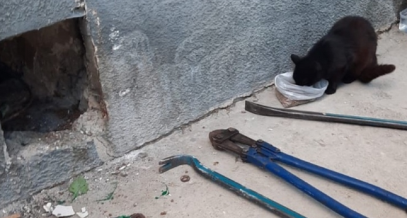 «Из-за недовольных жильцов дома в подвале умирают животные»: скандальные подробности причины пикетов активистов у здания прокуратуры в Новороссийске 