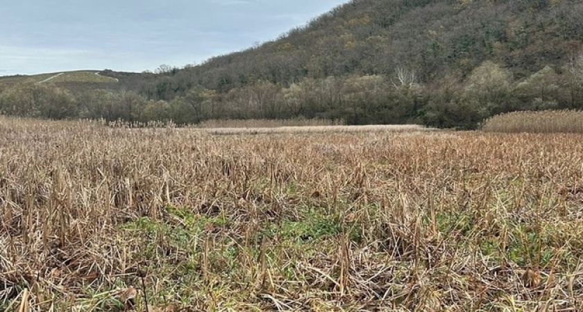 «Одно сухое дно и погибшие лотосы»: в Новороссийске пересохло озеро Бам 