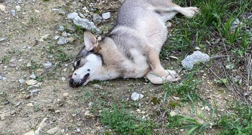 Спасите животных: неадекватный отстреливает собак в Цемдолине