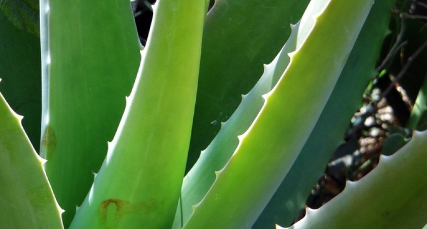 Реанимирует алое: 1 простое действие спасет растение