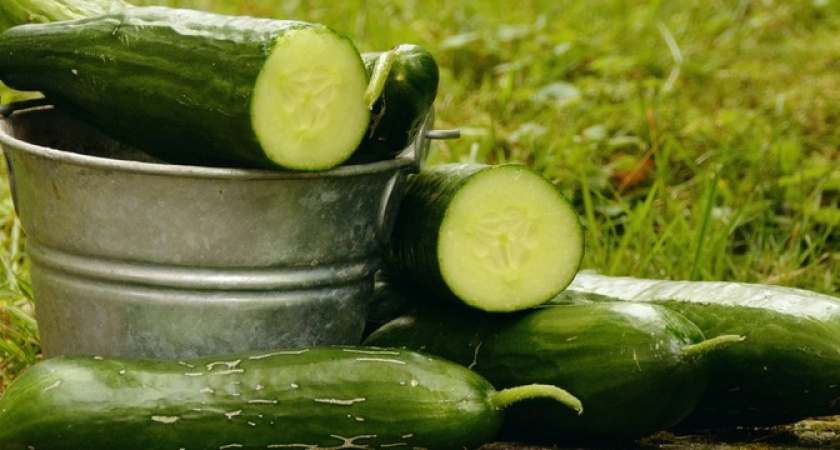 Тонна урожая с грядки: положите это перед посадкой огурцов