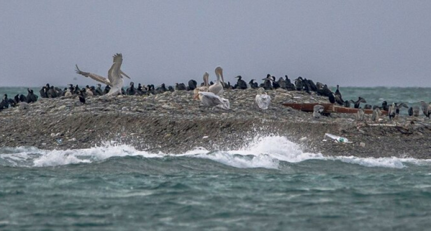 В Новороссийске на острове Суджук заметили цапель и пеликанов 