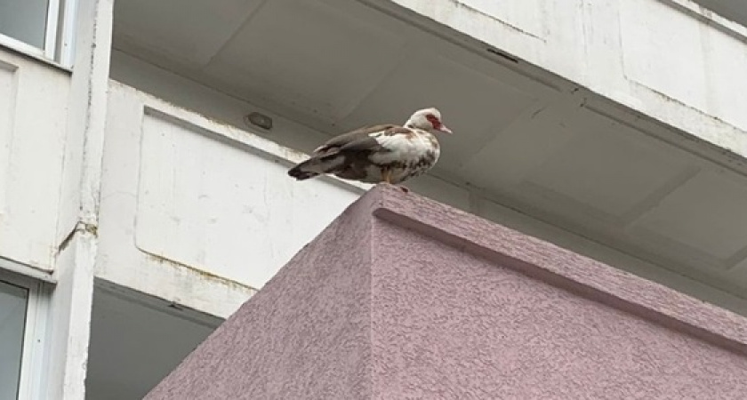 Необычная гостья обычной многоэтажки. Индоутка облюбовала балкон дома на Анапском шоссе