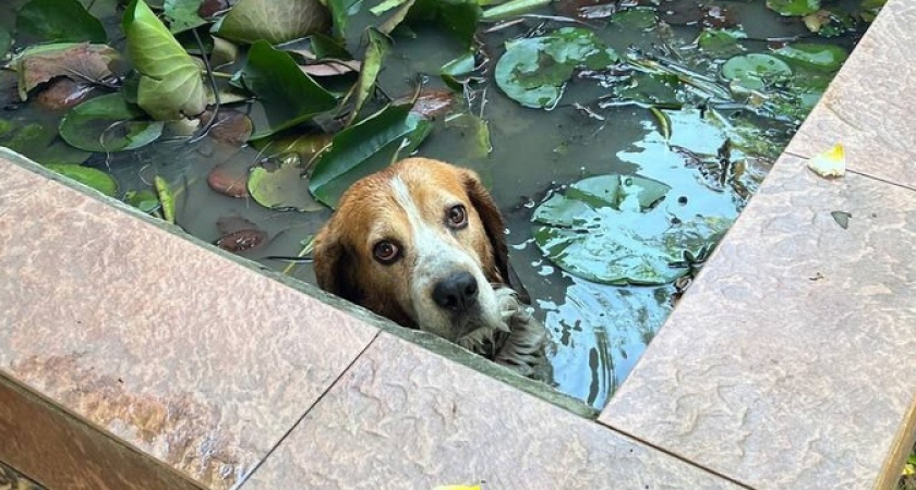 В Новороссийске собака запрыгнула в бассейн горожанки и ни при каких условиях не соглашалась прерывать спа-процедуры