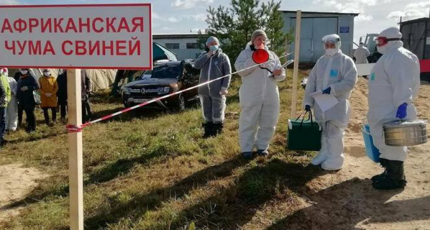 Вирус африканской чумы свиней добрался и до Новороссийска