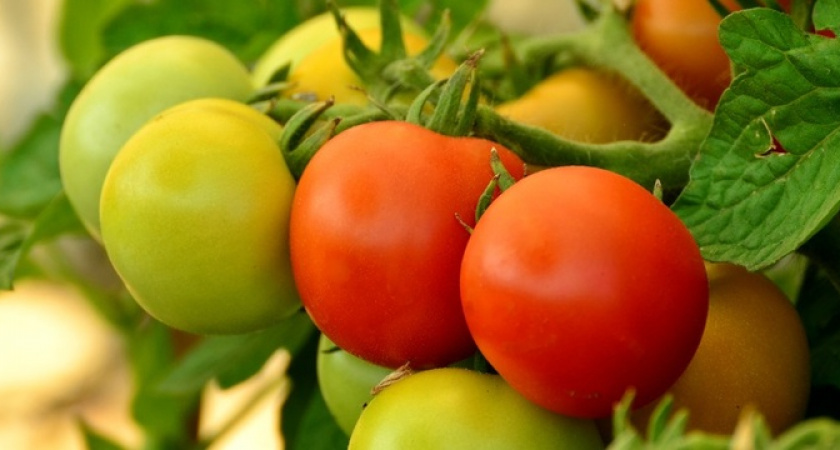 Урожай помидоров будет ведрами: добавьте 1 таблетку перед посадкой