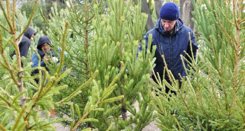 В Новороссийске с 15 декабря откроются елочные базары 